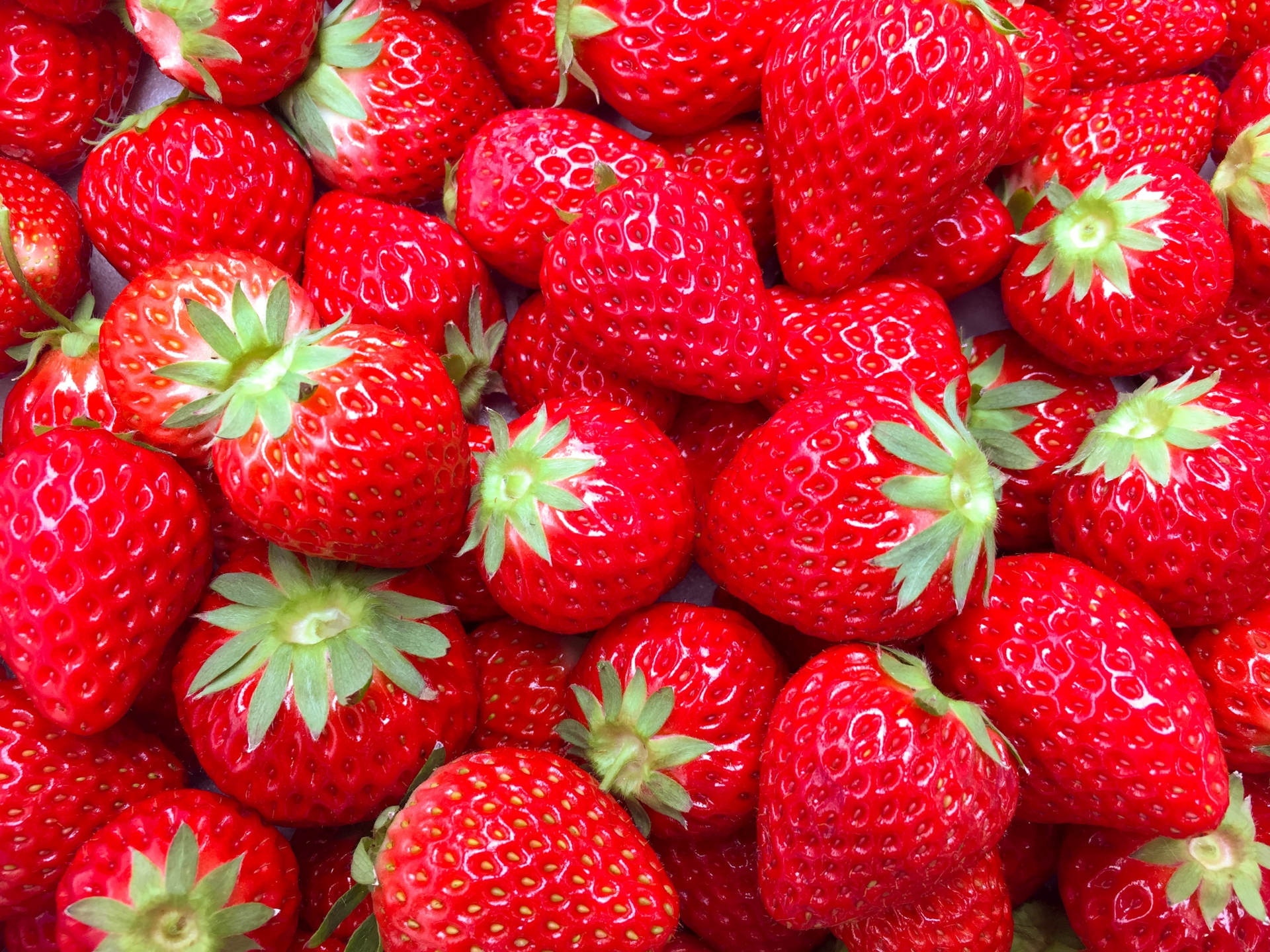 熊本のいちご農園